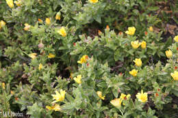 Image of Osteospermum ilicifolium L.