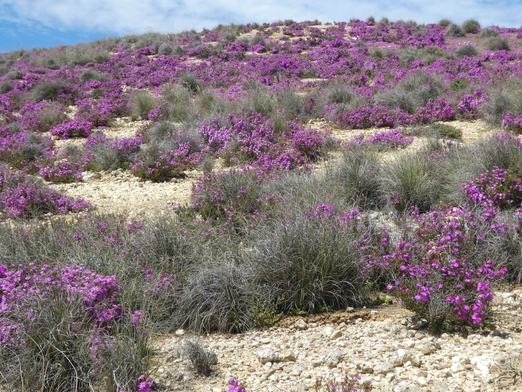 Delosperma asperulum (Salm-Dyck) L. Bol. resmi