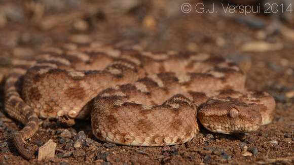 Image of Burton's Carpet Viper