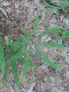 Imagem de Adiantum viridimontanum Paris