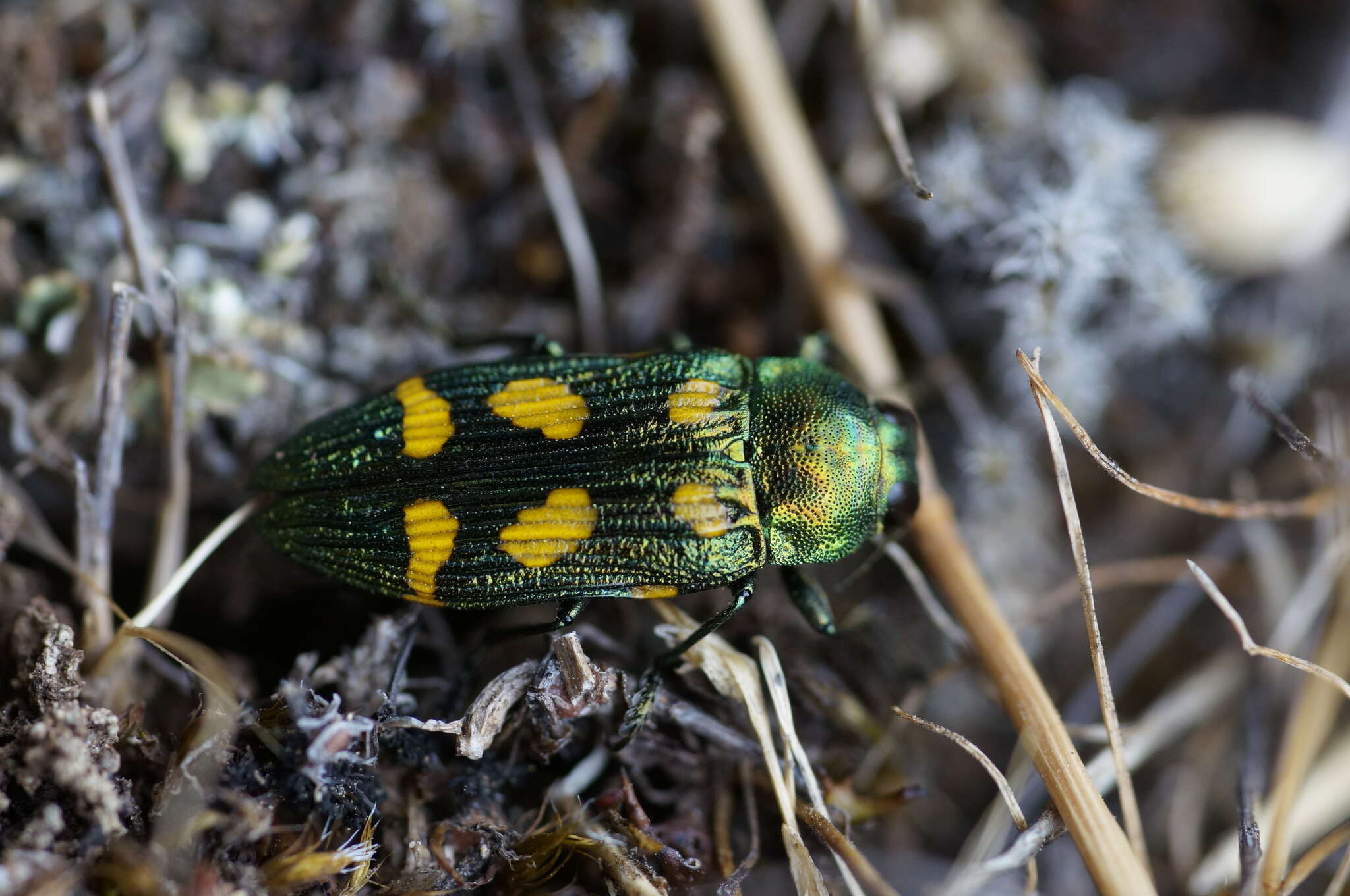 Castiarina insculpta (Carter 1934) resmi