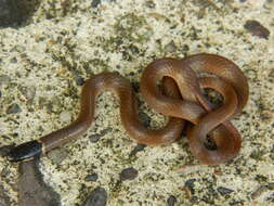 Image of Yaqui Blackhead Snake