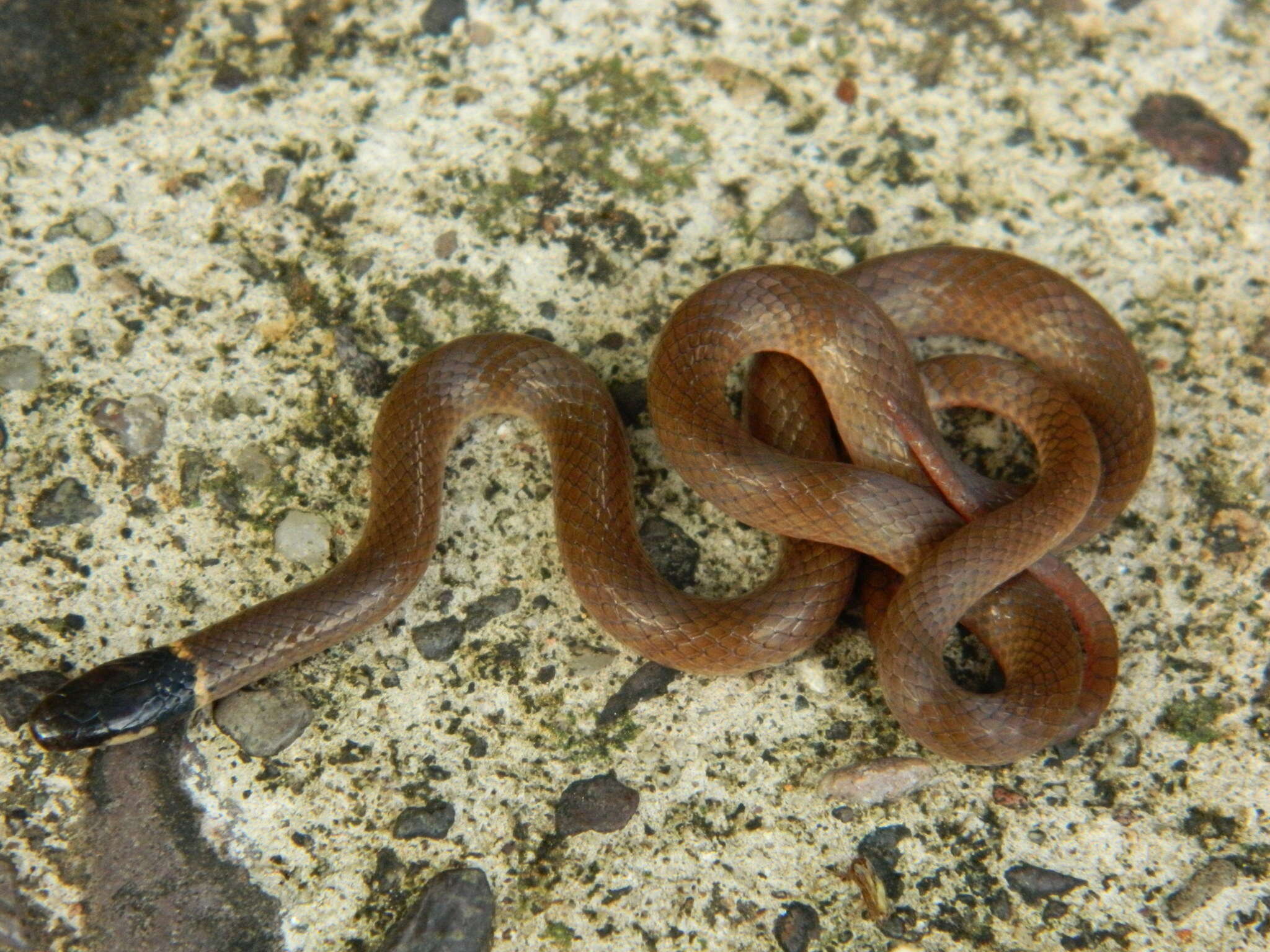 Plancia ëd Tantilla yaquia H. M. Smith 1942