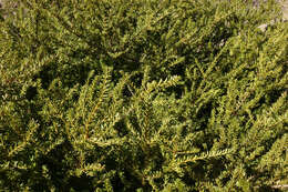 صورة Podocarpus nivalis Hook.