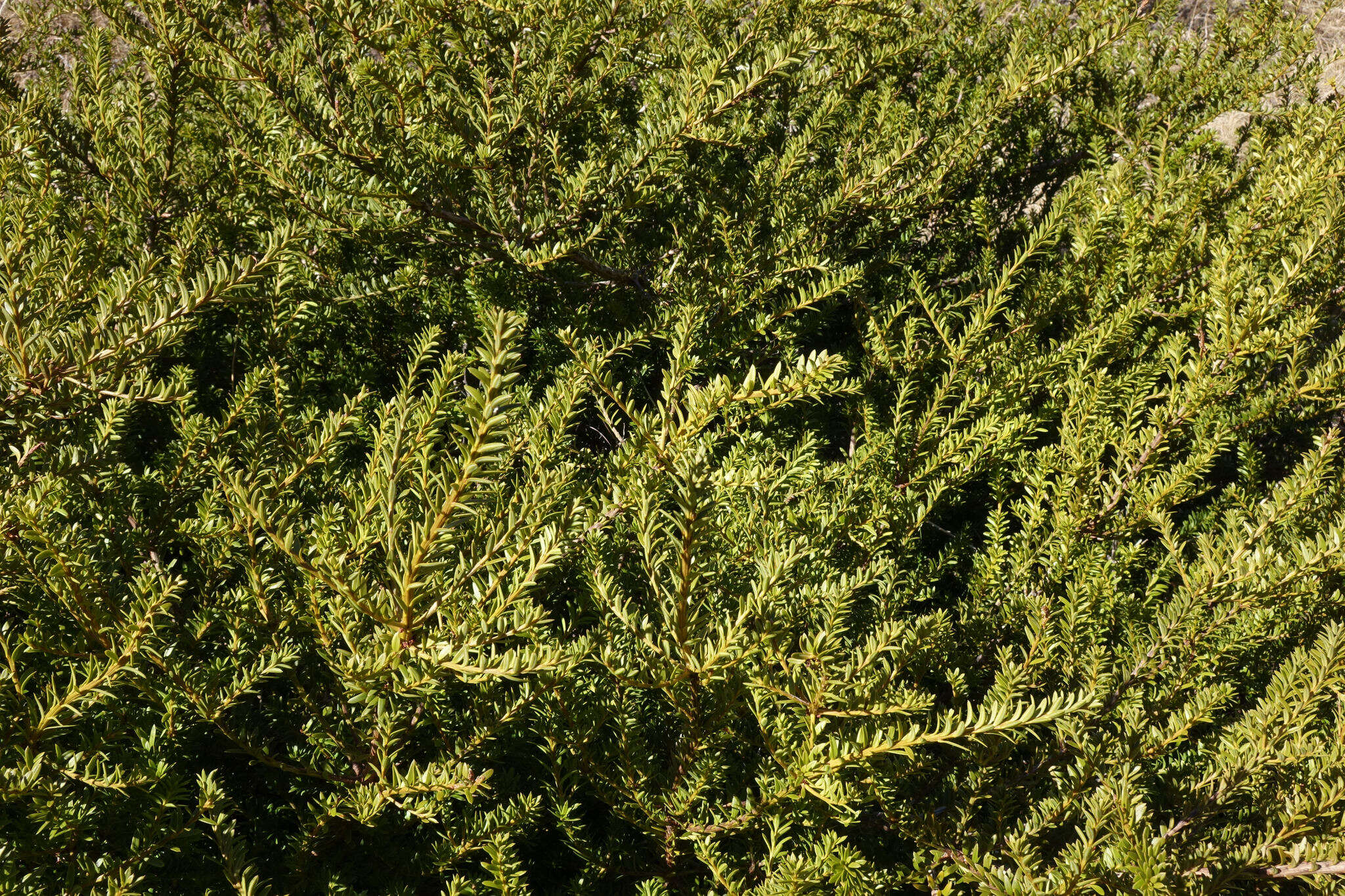 صورة Podocarpus nivalis Hook.