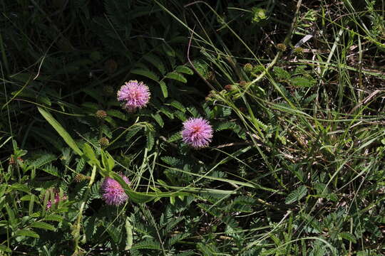 Imagem de Mimosa quadrivalvis var. platycarpa (A. Gray) Barneby