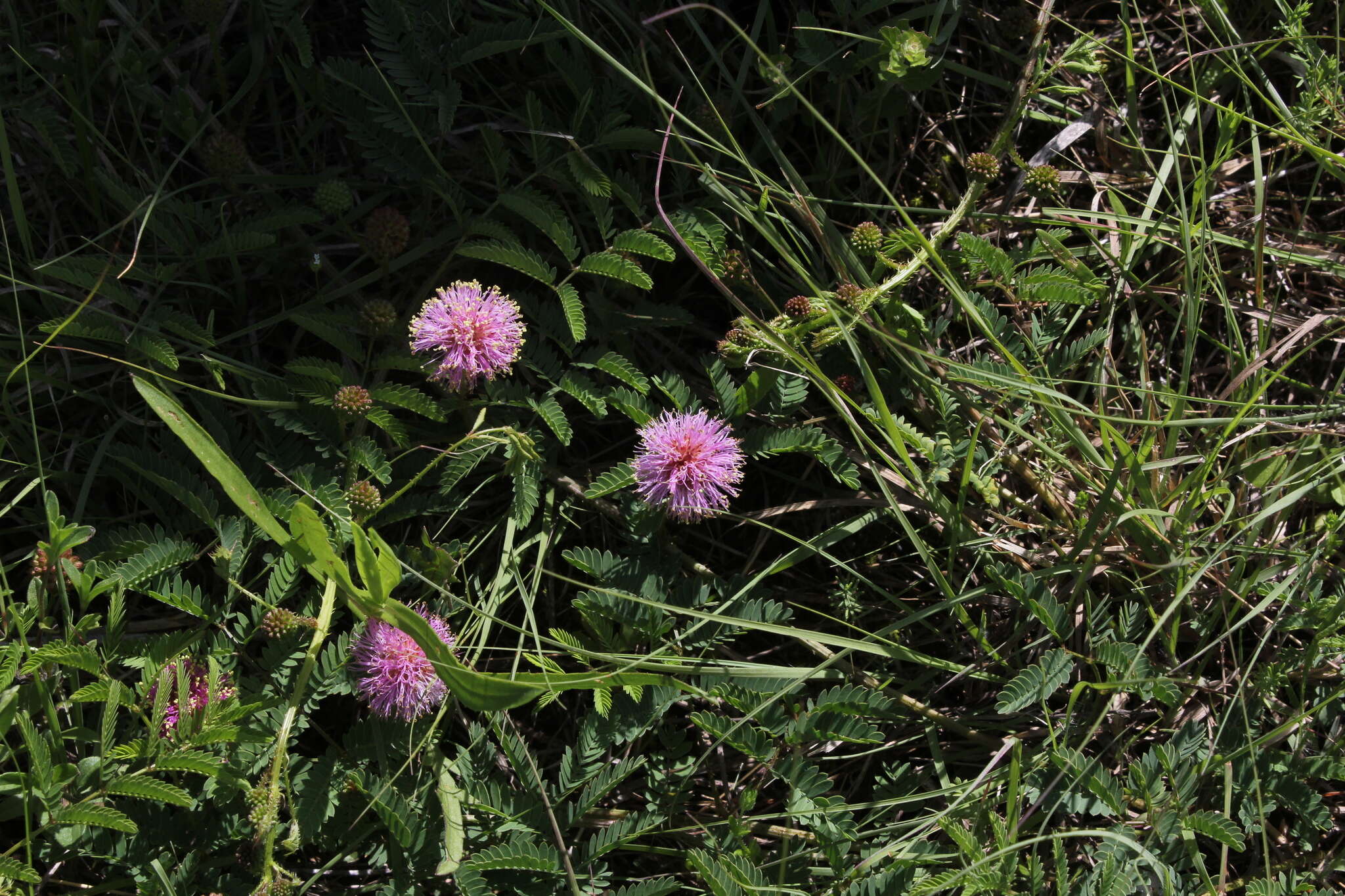 Imagem de Mimosa quadrivalvis var. platycarpa (A. Gray) Barneby