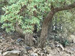 Image of Arizona madrone