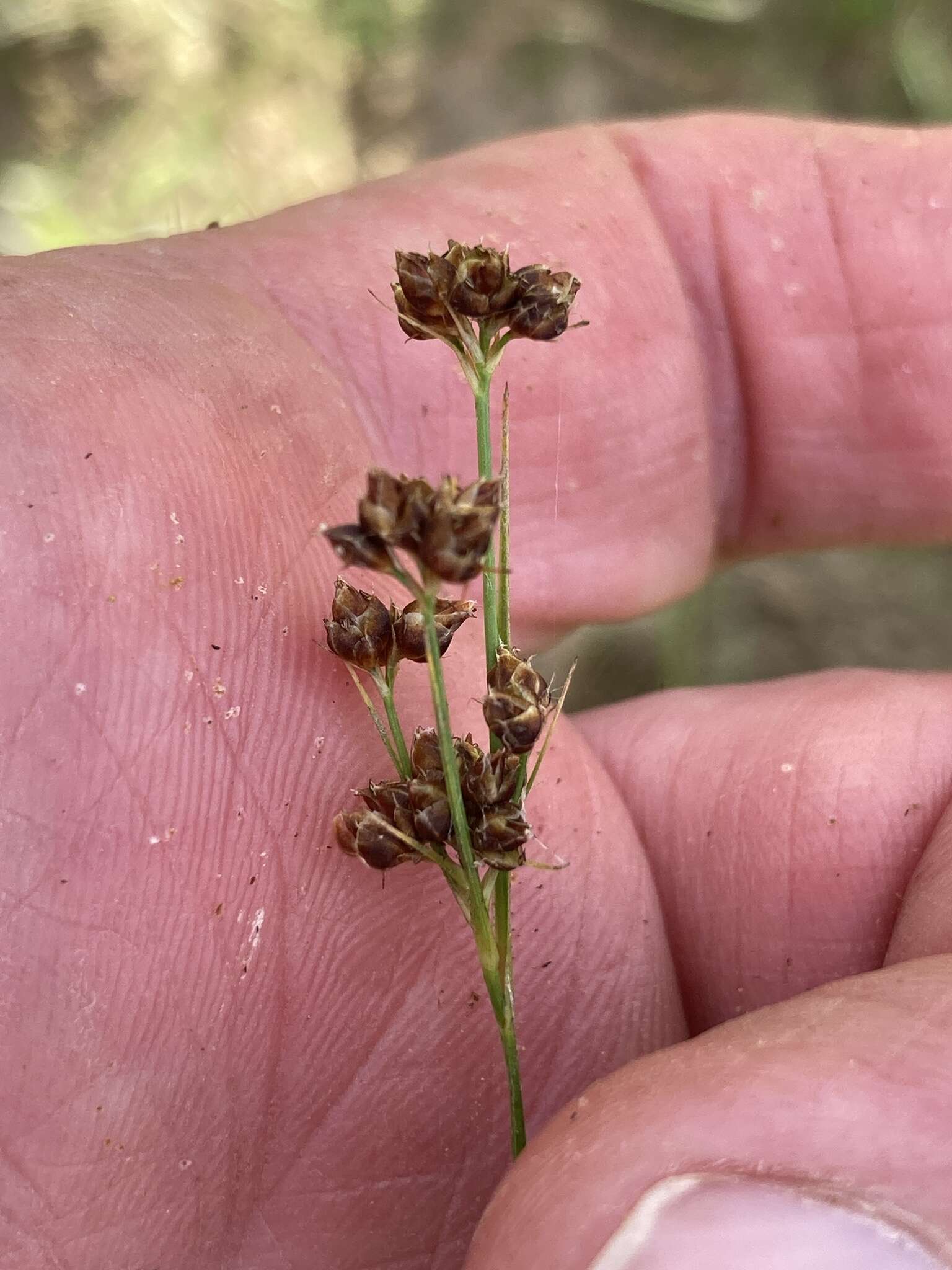 Image de Rhynchospora globularis (Chapm.) Small