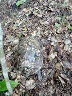 Image of Mexican Spotted Terrapin