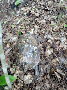 Image of Mexican Spotted Terrapin