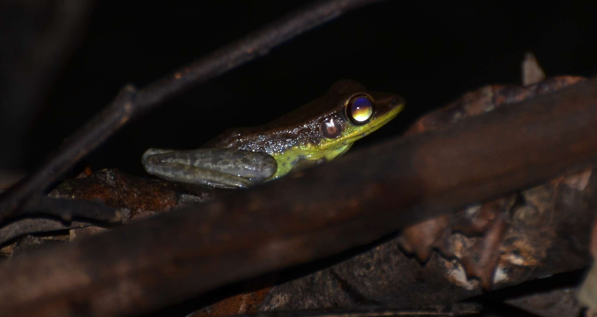 Image of Amnirana lepus (Andersson 1903)