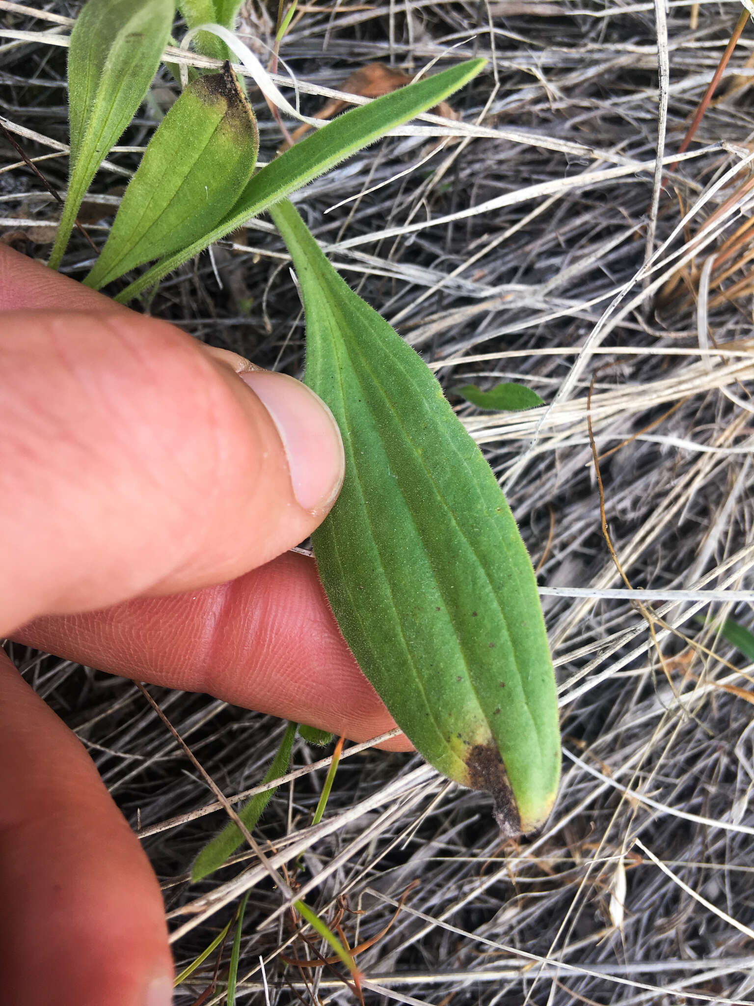 Image of foothill arnica