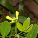 Image of Oxalis hedysarifolia Pohl ex Prog.