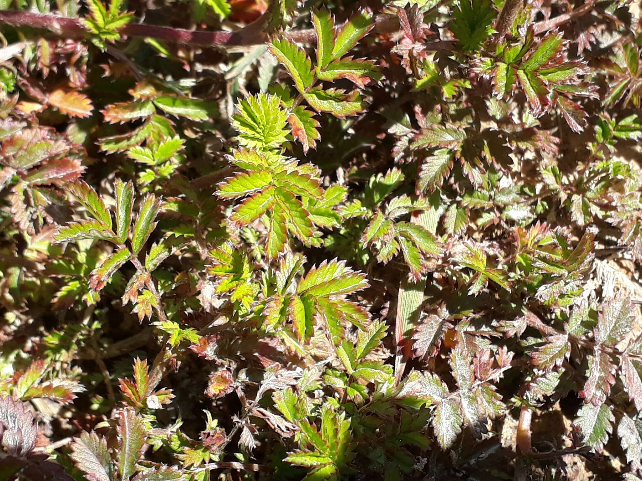 Imagem de Acaena anserinifolia (J. F. & G. Forst.) Druce