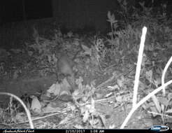 Image of Black-eared Opossum