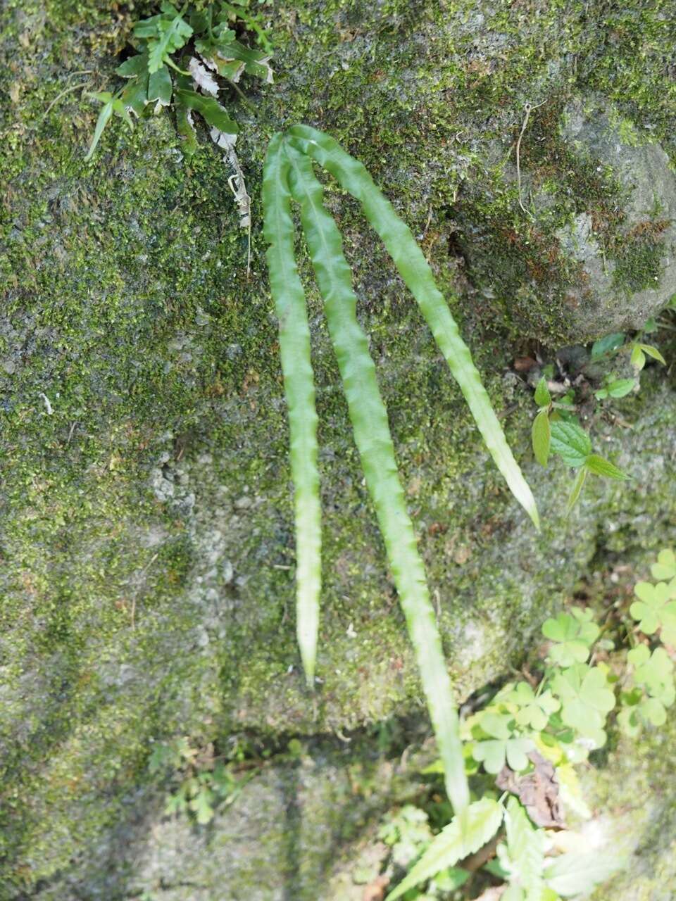 Image of Pteris longipinna Hayata