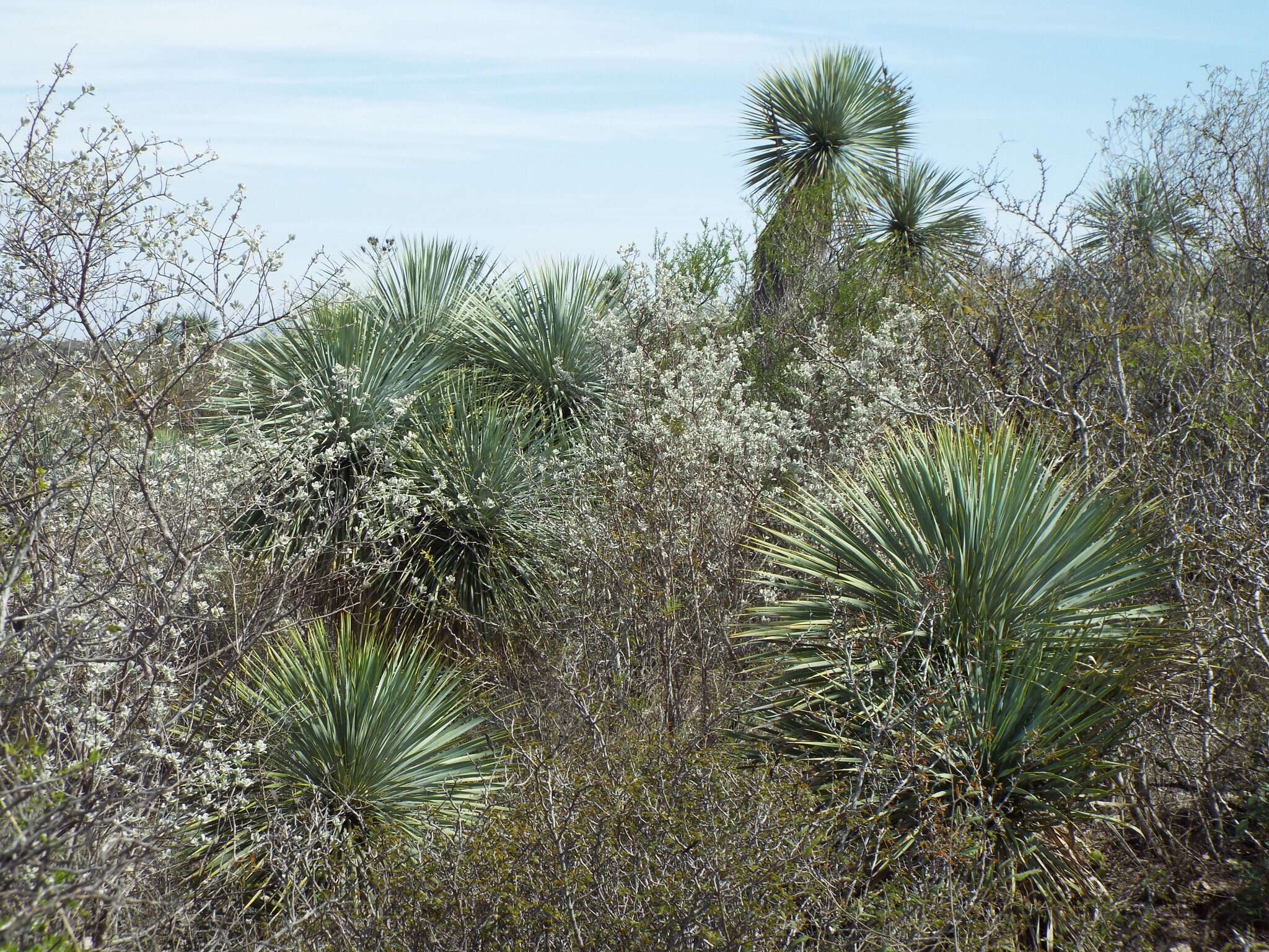 Image of Yucca rostrata Engelm. ex Trel.