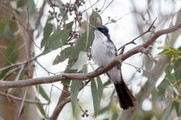 Image of Restless Flycatcher