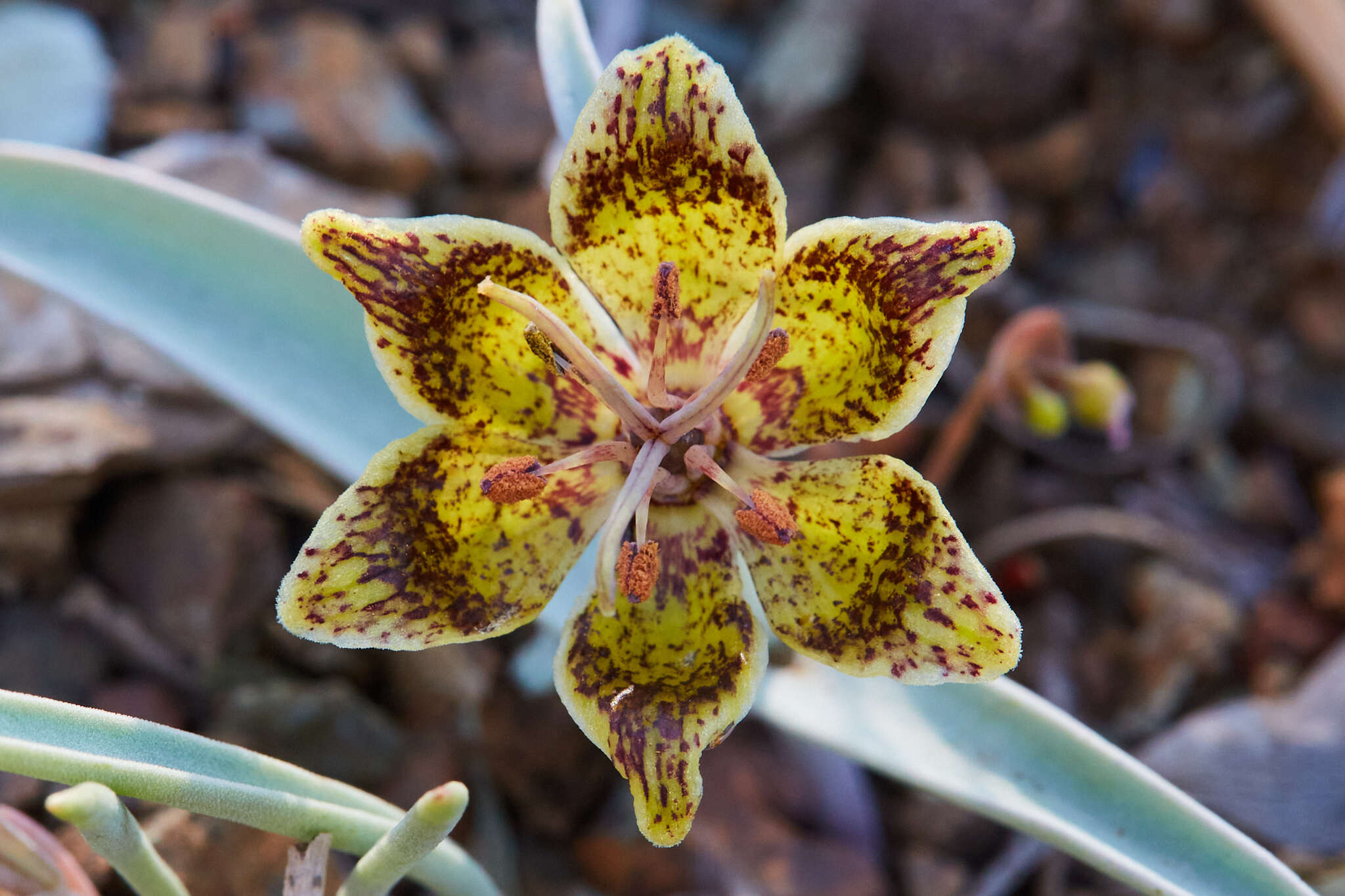 Image of Talus Fritillary