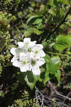 Слика од Rubus argutus Link