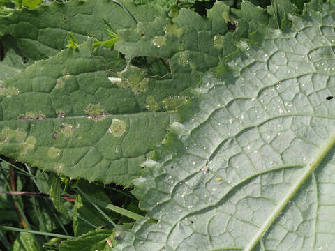 Imagem de Pustula spinulosa