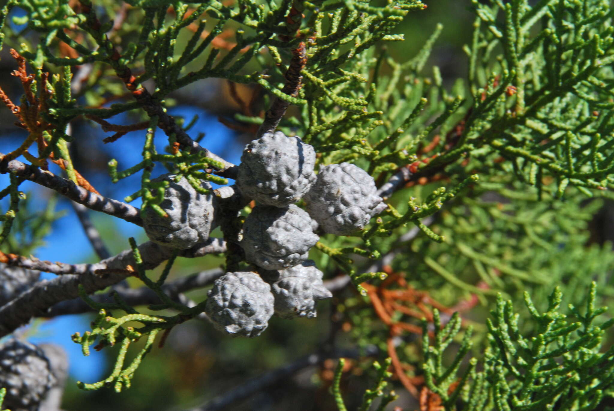 Image of Baker Cypress