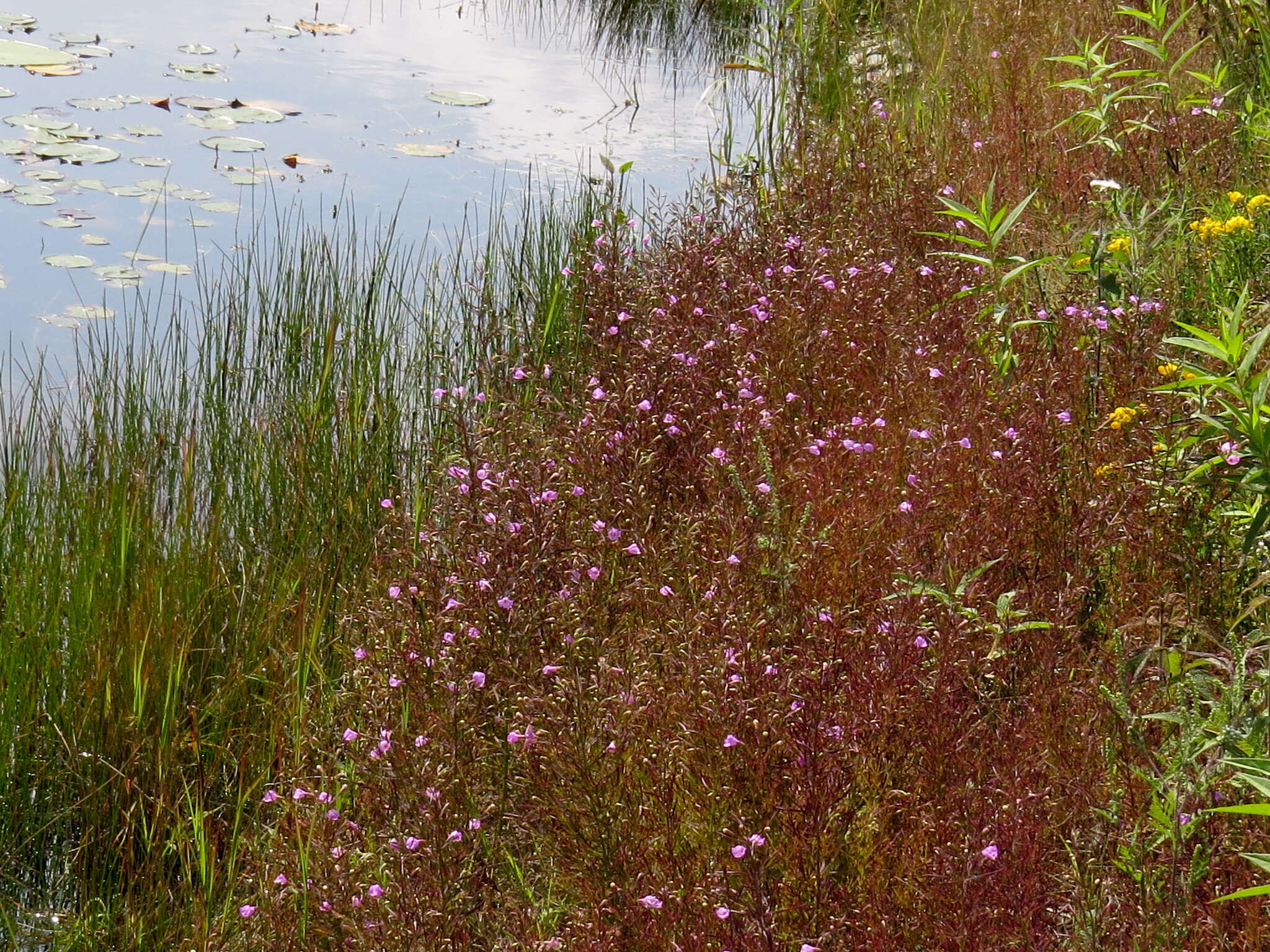 Image of slenderleaf false foxglove