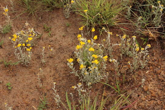 Sivun Helichrysum aureonitens Sch. Bip. kuva