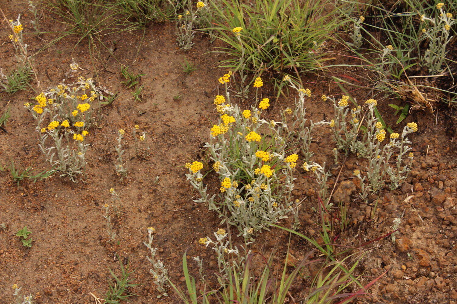 Imagem de Helichrysum aureonitens Sch. Bip.