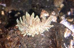 Image of Phyllodesmium crypticum Rudman 1981