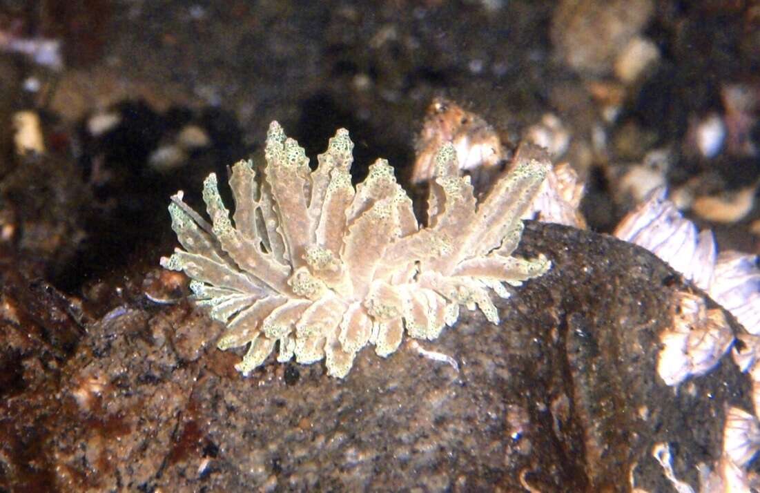 Image of Phyllodesmium crypticum Rudman 1981