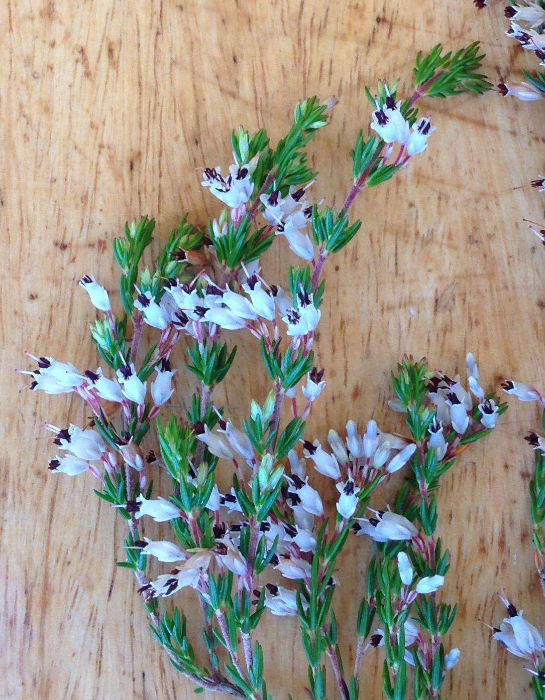 Image of Erica fuscescens (Klotzsch) E. G. H. Oliver