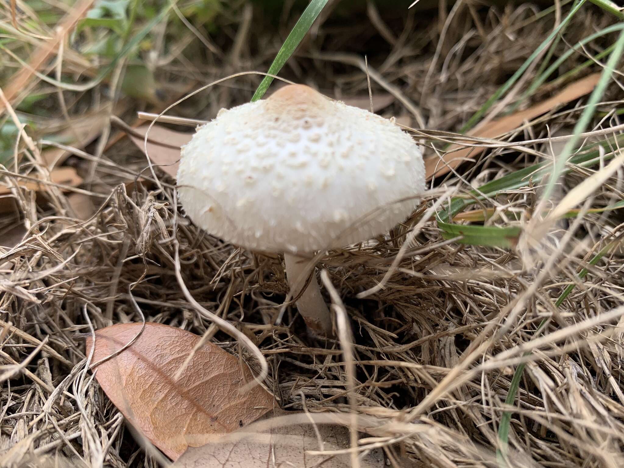 Image of Chlorophyllum hortense (Murrill) Vellinga 2002