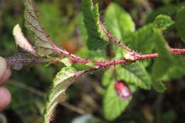 Image of Rubus acanthophyllos Focke