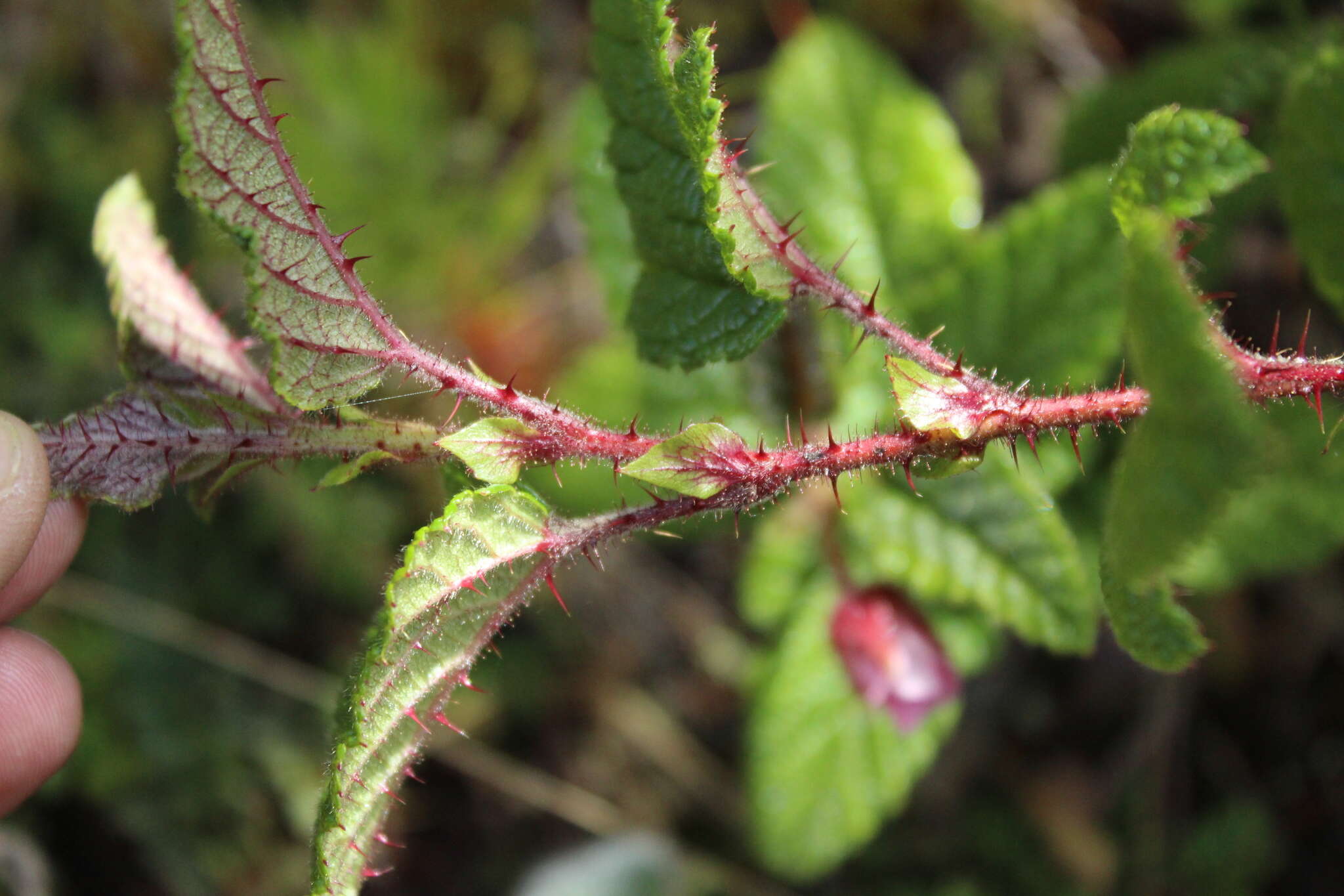 Image of Rubus acanthophyllos Focke