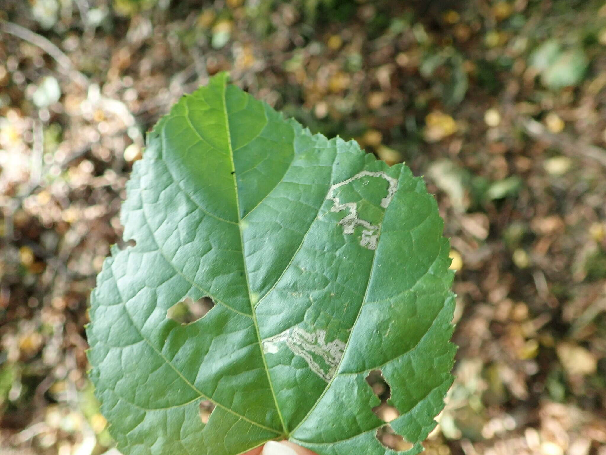 صورة Stigmella tiliae (Frey 1856) Beirne 1945