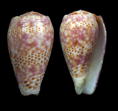 Image of Conus adamsonii Broderip 1836