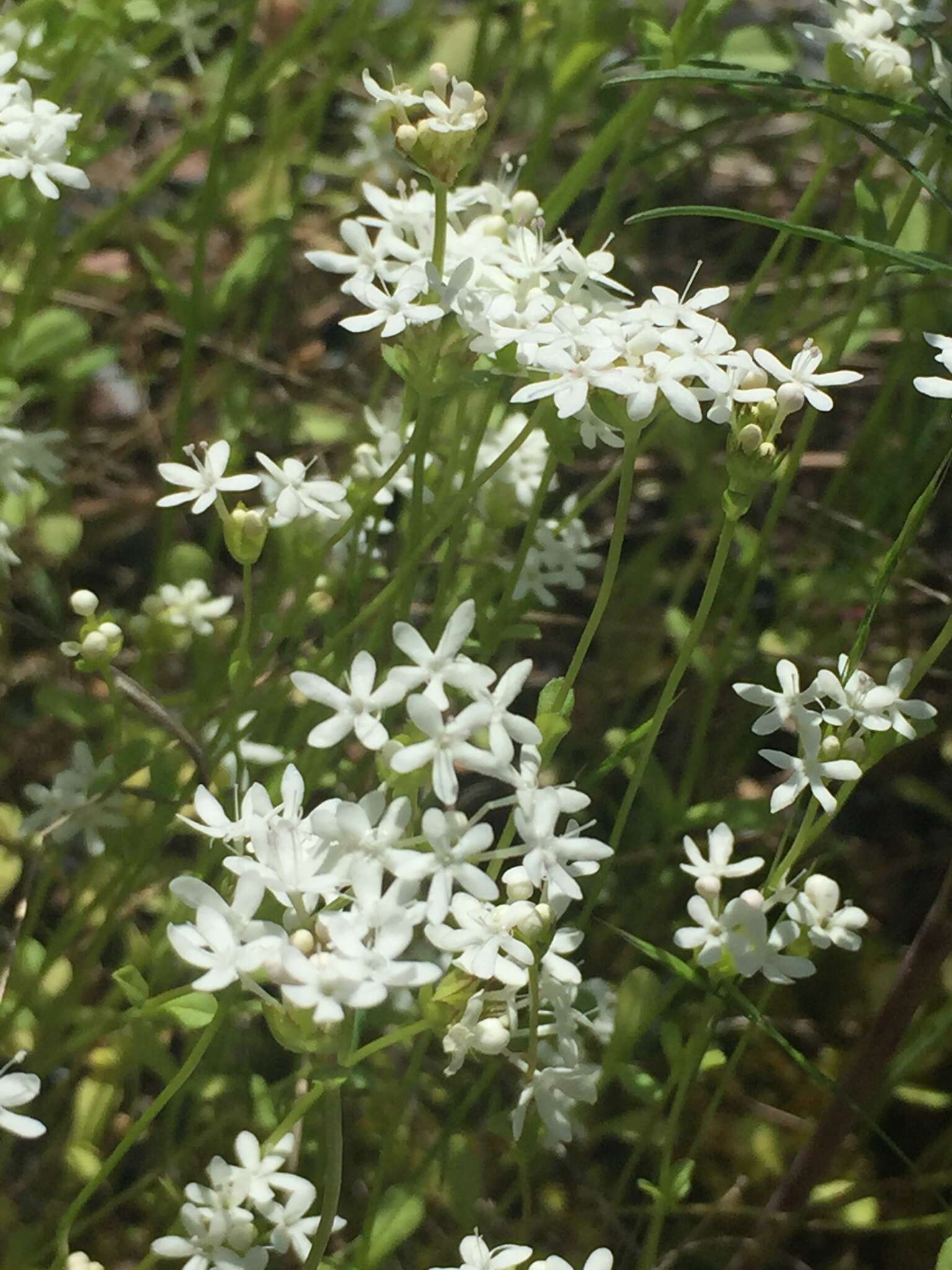 Image of Palmer's cornsalad