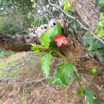 Hibiscus praeteritus R. A. Dyer的圖片