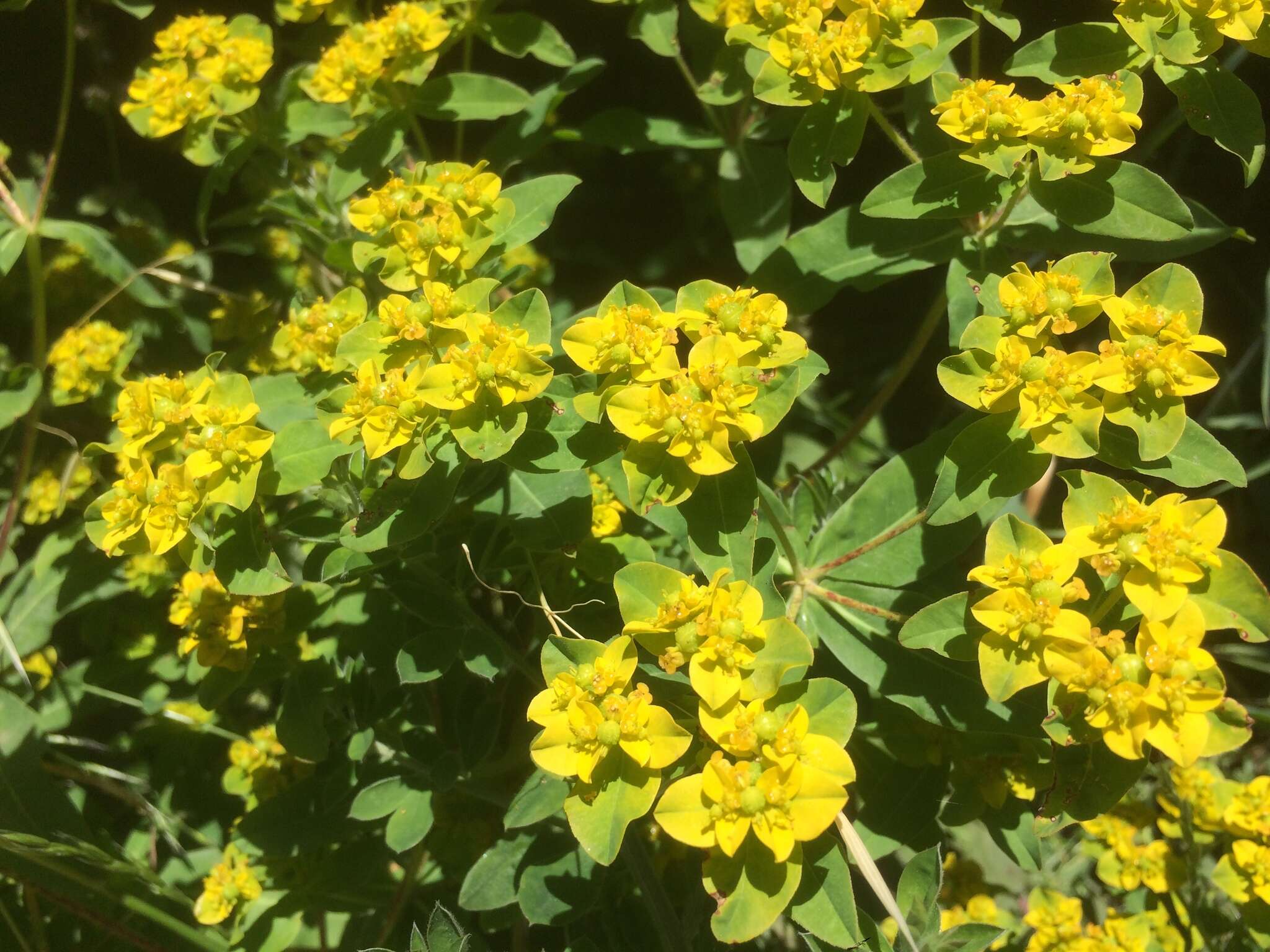 Image of eggleaf spurge