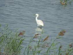 Image of Chinese Egret