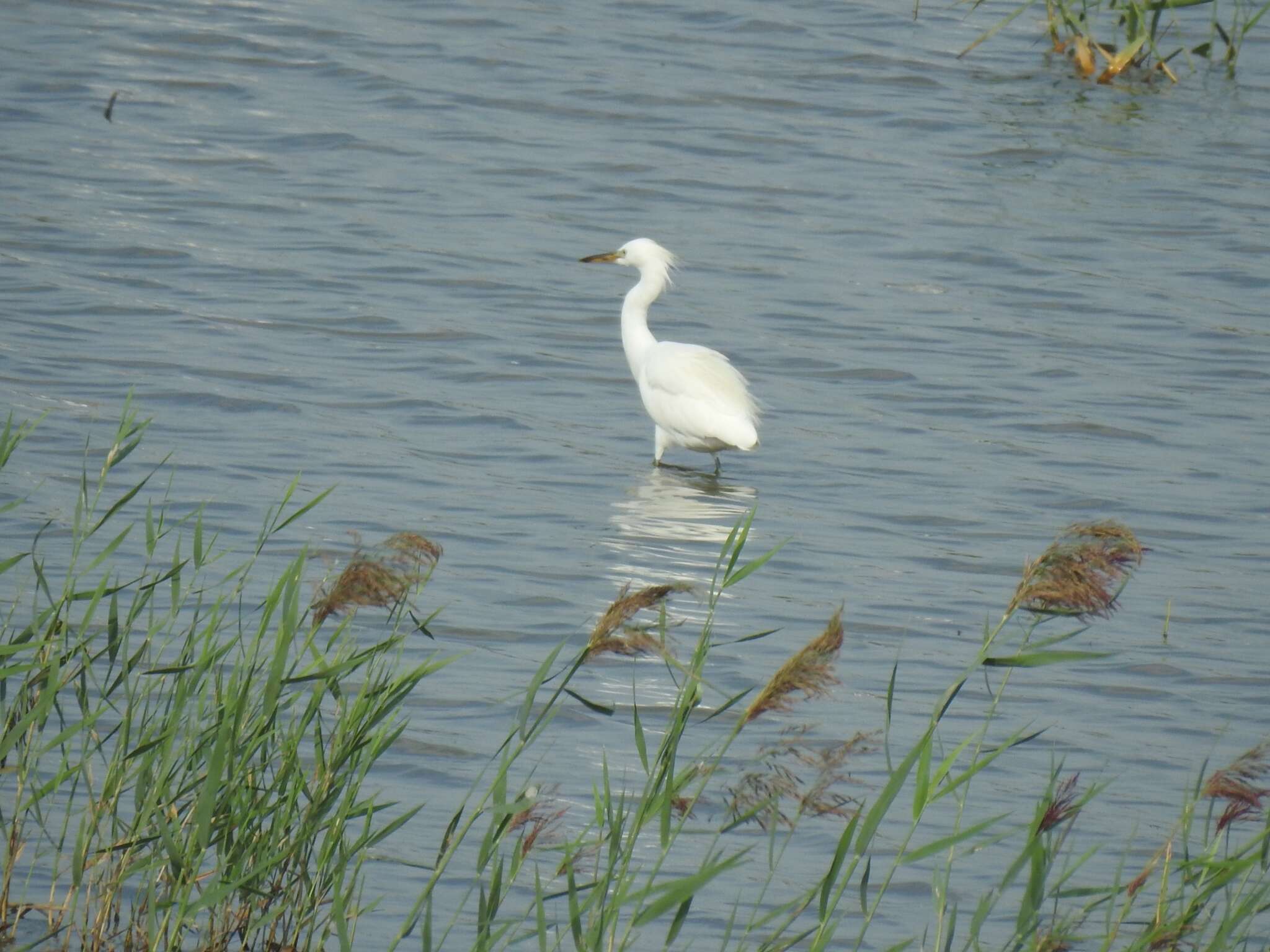 صورة Egretta eulophotes (Swinhoe 1860)