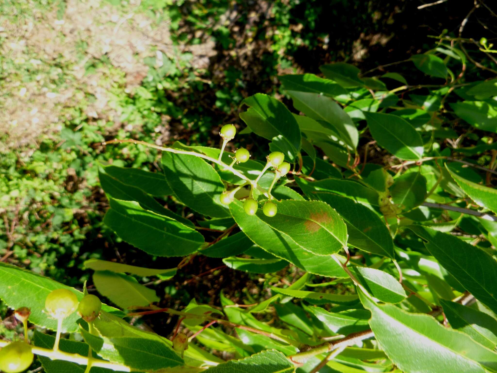 Image de Prunus serotina var. serotina