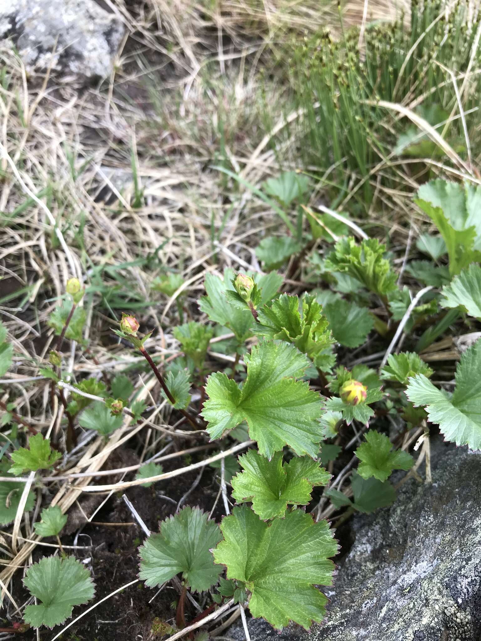 Image of Mountain Avens