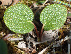 Image of netleaf willow