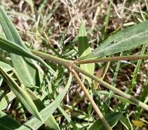 Image of Galphimia australis Chod.