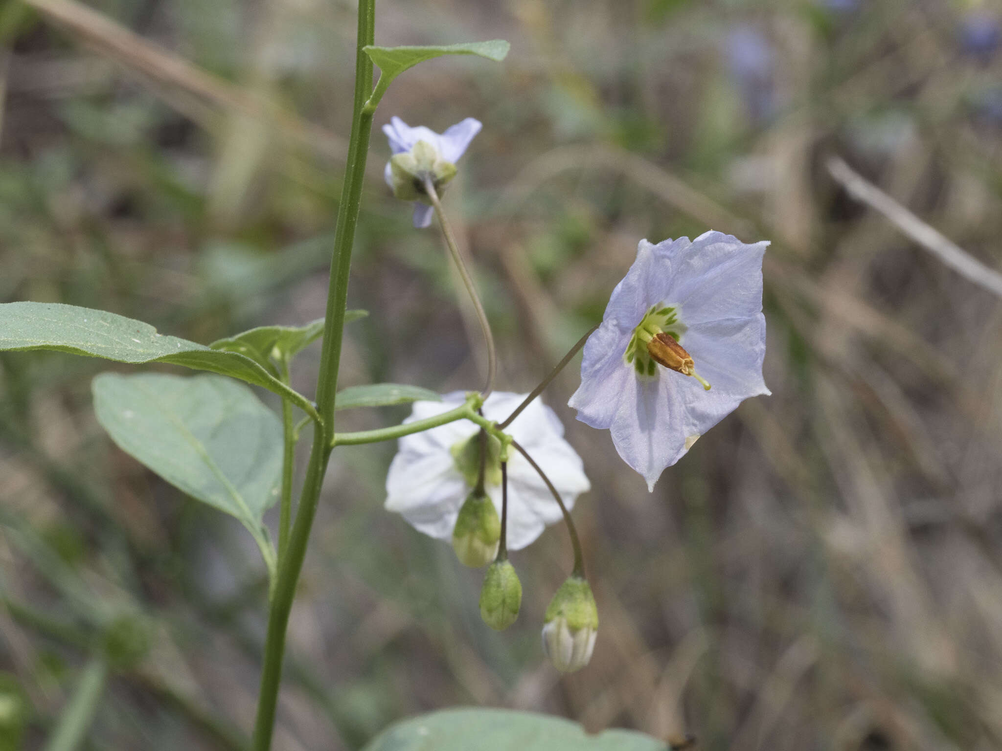 Image of Parish's nightshade