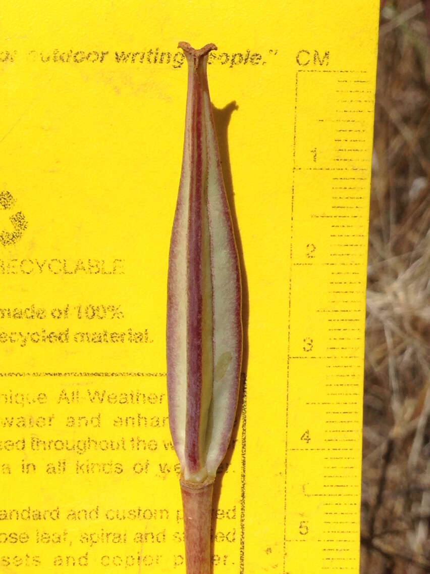 Image of yellow mariposa lily