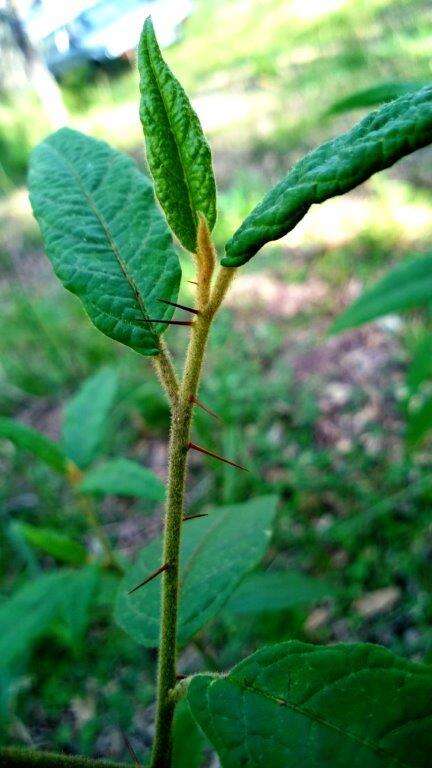 Image de Solanum stelligerum Sm.